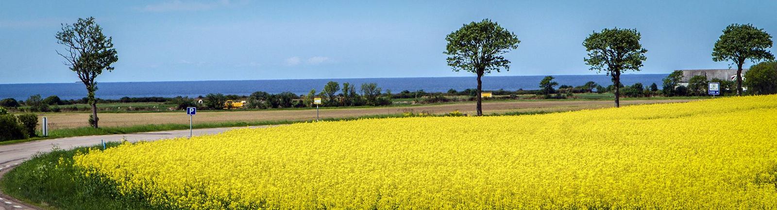 Skånskt landskap med hav, rapsfält och träd på rad